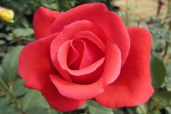 月季緋扇和粉扇有什么區別